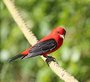 Picture/image of Scarlet Tanager