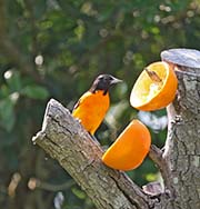 Picture/image of Baltimore Oriole