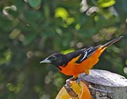 Picture/image of Baltimore Oriole