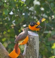Picture/image of Baltimore Oriole