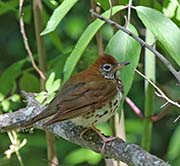 Picture/image of Wood Thrush