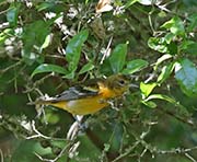Picture/image of Baltimore Oriole