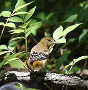 Picture/image of Baltimore Oriole