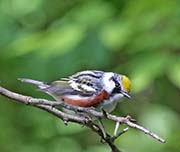 Chestnut-sided Warbler