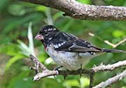 Picture/image of Rose-breasted Grosbeak