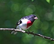 Picture/image of Rose-breasted Grosbeak