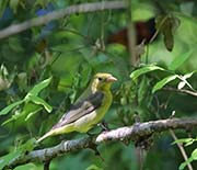 Picture/image of Scarlet Tanager
