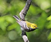 Picture/image of Black-throated Green Warbler