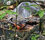 Picture/image of Orchard Oriole