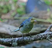 Picture/image of Indigo Bunting