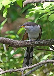 Picture/image of Yellow-billed Cuckoo