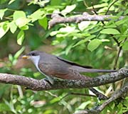 Picture/image of Yellow-billed Cuckoo