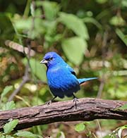 Picture/image of Indigo Bunting