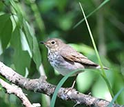 Picture/image of Swainson's Thrush