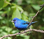 Picture/image of Indigo Bunting