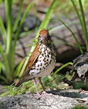 Picture/image of Wood Thrush