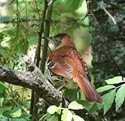 Picture/image of Brown Thrasher