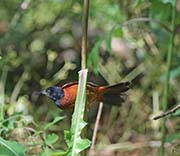 Picture/image of Orchard Oriole