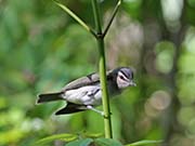 Picture/image of Red-eyed Vireo