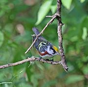 Picture/image of Chestnut-sided Warbler