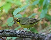 Picture/image of Kentucky Warbler
