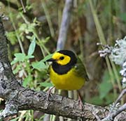 Picture/image of Hooded Warbler