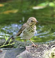 Picture/image of Swainson's Thrush