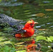 Picture/image of Scarlet Tanager