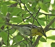 Picture/image of Yellow-throated Vireo