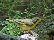 Kentucky Warbler