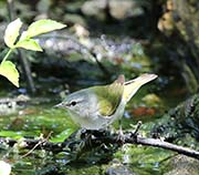 Picture/image of Tennessee Warbler