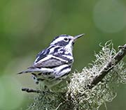 Picture/image of Black-and-white Warbler