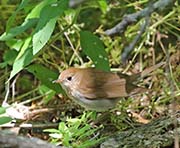 Picture/image of Veery
