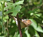 Picture/image of Indigo Bunting
