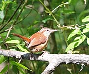 Picture/image of Bewick's Wren