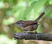 Picture/image of Bewick's Wren