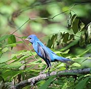 Picture/image of Indigo Bunting