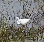 Picture/image of Little Blue Heron