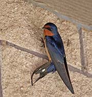 Picture/image of Cliff Swallow