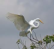 Picture/image of Great Egret
