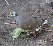 Picture/image of Sulawesi Ground-Dove