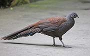 Picture/image of Mountain Peacock-Pheasant