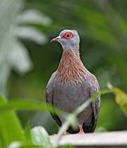 Picture/image of Speckled Pigeon