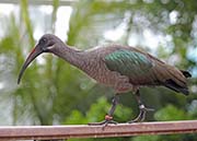 Picture/image of Hadada Ibis