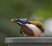 Picture/image of Blue-faced Honeyeater
