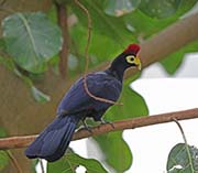Picture/image of Ross's Turaco