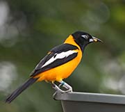 Picture/image of Venezuelan Troupial