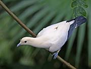 Picture/image of Pied Imperial Pigeon