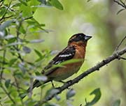 Picture/image of Black-headed Grosbeak