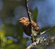 Picture/image of Pacific Wren